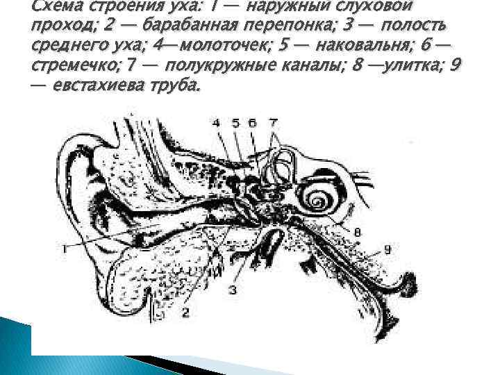 Схема строения уха: 1 — наружный слуховой проход; 2 — барабанная перепонка; 3 —