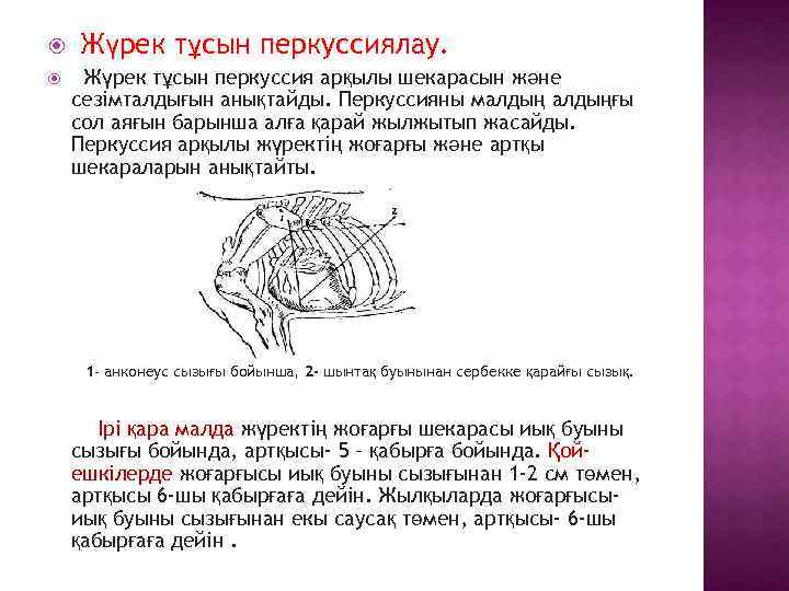  Жүрек тұсын перкуссиялау. Жүрек тұсын перкуссия арқылы шекарасын және сезімталдығын анықтайды. Перкуссияны малдыңғы