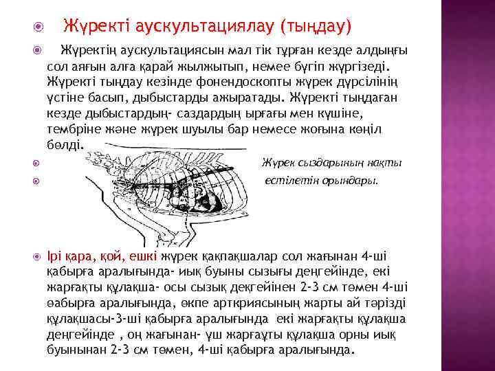  Жүректі аускультациялау (тыңдау) Жүректің аускультациясын мал тік тұрған кезде алдыңғы сол аяғын алға