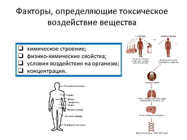 Факторы, определяющие токсическое воздействие вещества q q химическое строение; физико-химические свойства; условия воздействия на