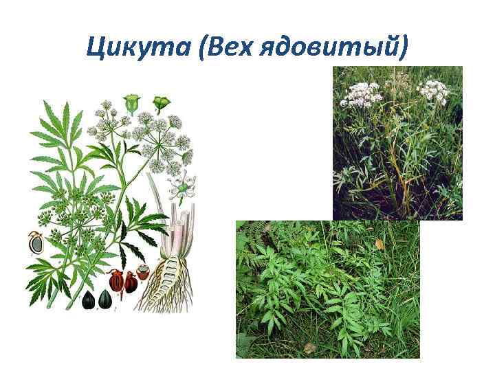 Цикута (Вех ядовитый) 