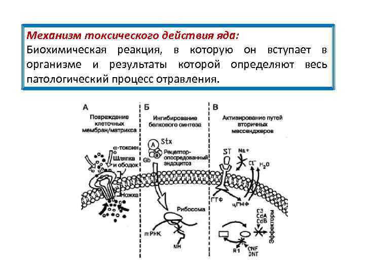 Механизм токсического действия яда: Биохимическая реакция, в которую он вступает в организме и результаты