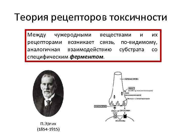 Теория рецепторов токсичности Между чужеродными веществами и их рецепторами возникает связь, по-видимому, аналогичная взаимодействию