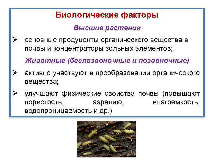 Биологические факторы Высшие растения Ø основные продуценты органического вещества в почвы и концентраторы зольных