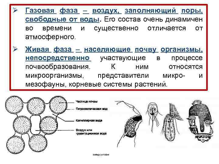 Ø Газовая фаза – воздух, заполняющий поры, свободные от воды. Его состав очень динамичен