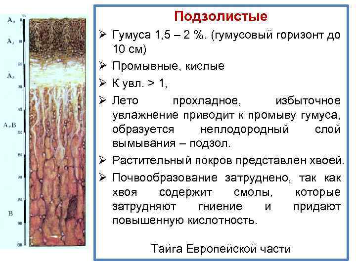 Подзолистые Ø Гумуса 1, 5 – 2 %. (гумусовый горизонт до 10 см) Ø