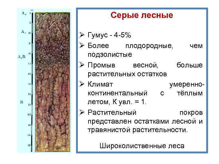 Серые лесные Ø Гумус - 4 -5% Ø Более плодородные, чем подзолистые Ø Промыв