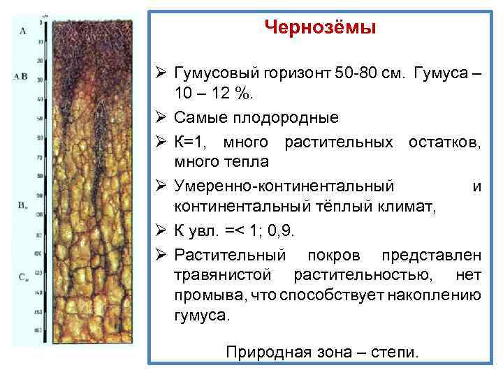 Гумусовый горизонт. Состав чернозема почвы. Строение профиля почвы чернозема. Чернозёмные почвы характеристика. Краткая характеристика черноземной почвы.