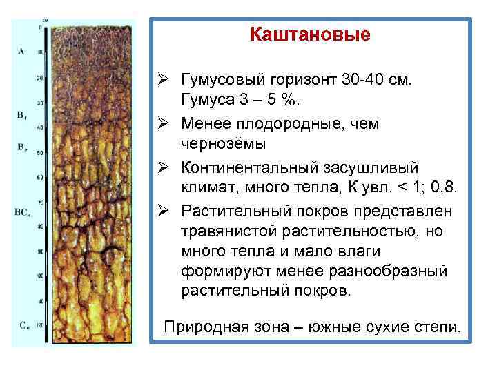 Температура каштановой почвы