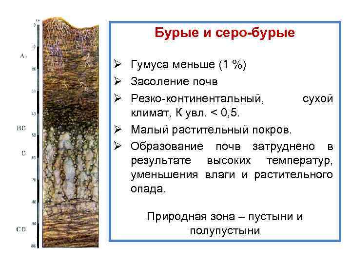 Бурые и серо-бурые Ø Гумуса меньше (1 %) Ø Засоление почв Ø Резко-континентальный, сухой