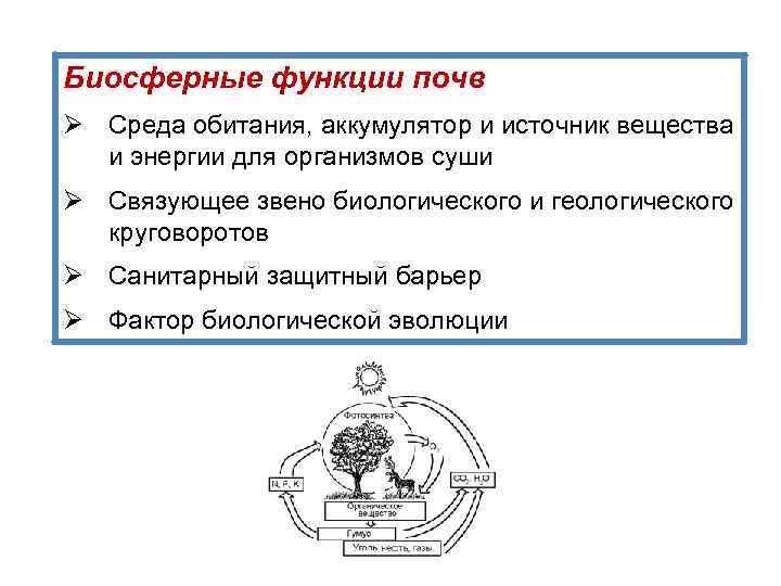 Биосферные функции почв Ø Среда обитания, аккумулятор и источник вещества и энергии для организмов