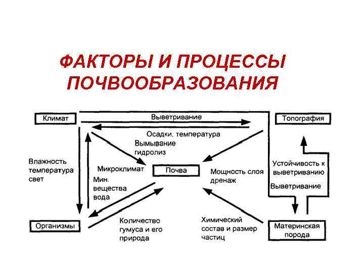 ФАКТОРЫ И ПРОЦЕССЫ ПОЧВООБРАЗОВАНИЯ 