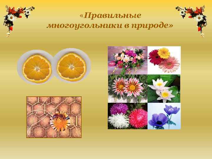  «Правильные многоугольники в природе» 