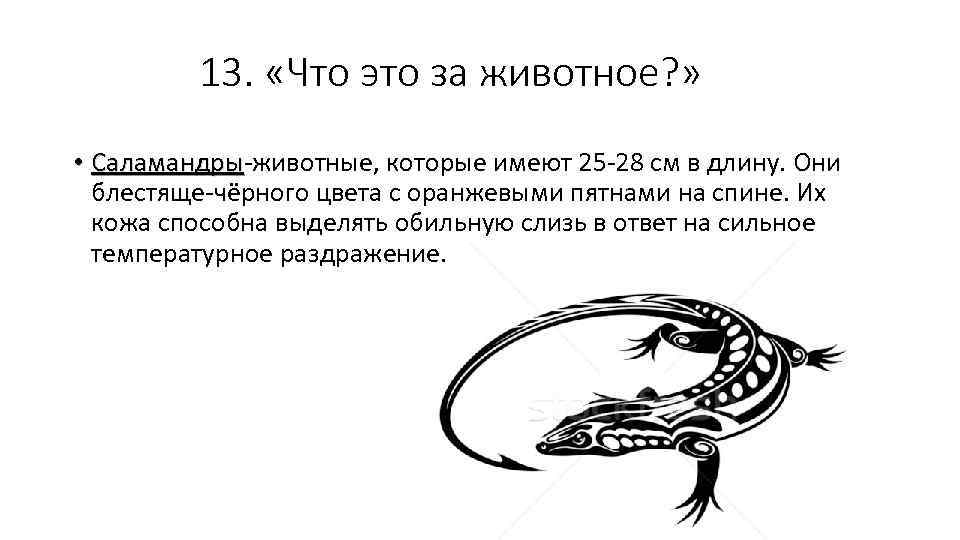 13. «Что это за животное? » • Саламандры-животные, которые имеют 25 -28 см в