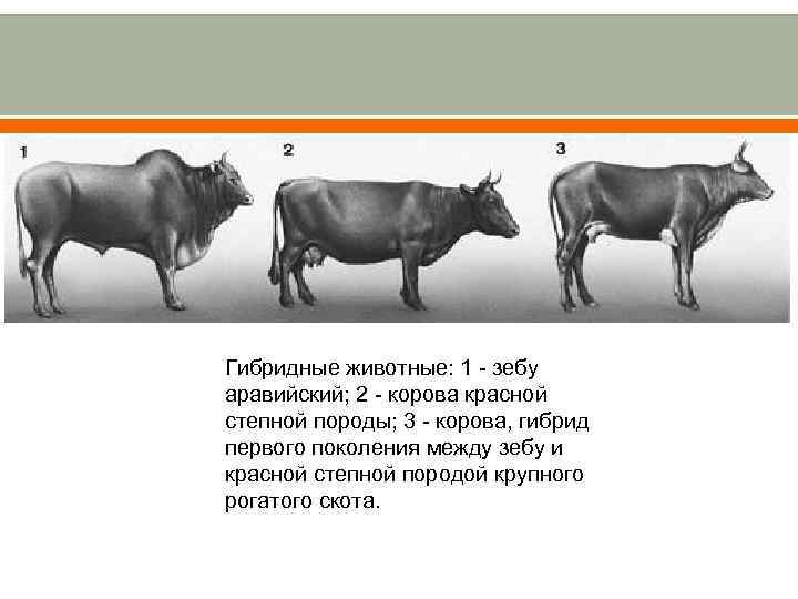 Гибридные животные: 1 - зебу аравийский; 2 - корова красной степной породы; 3 -