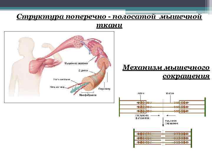 Строение поперечно полосатой мышечной ткани