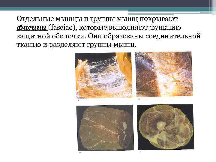 Отдельные мышцы и группы мышц покрывают фасции (fasciae), которые выполняют функцию защитной оболочки. Они