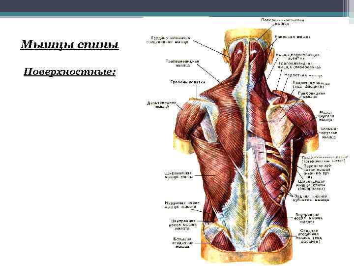 Мышцы спины Поверхностные: 
