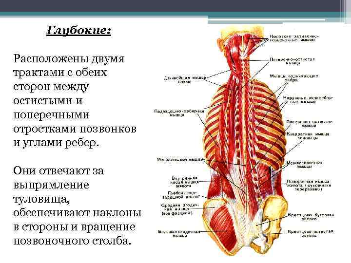 Глубокие: Расположены двумя трактами с обеих сторон между остистыми и поперечными отростками позвонков и