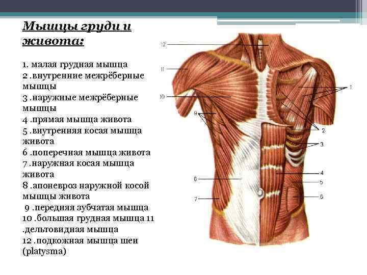 На рисунке цифрами 123 обозначены соответственно мышцы