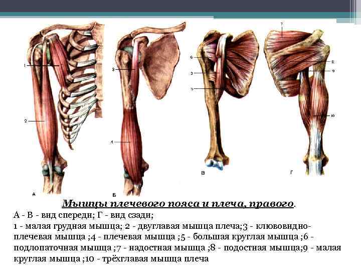 Мышцы поясов конечностей