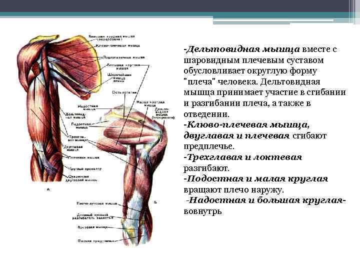 Дельтовидная мышца плеча фото