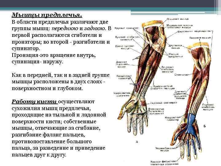 Передние мышцы предплечья функции