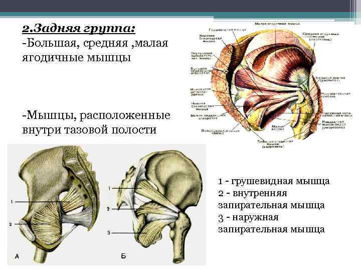 Запирательная мышца