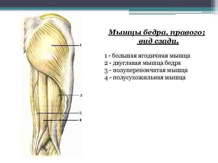 Большая ягодичная мышца фото