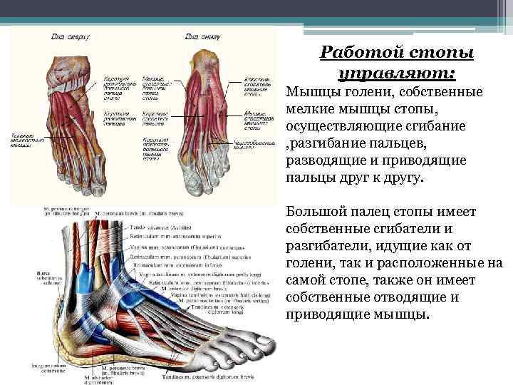 Мышцы стопы анатомия человека рисунок с подписями