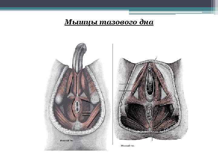 Мышцы тазового дна 