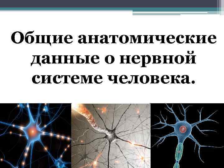 Общие анатомические данные о нервной системе человека. 