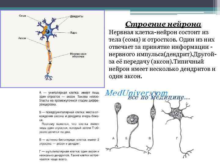 Нервные клетки имеют отростки. Строение сомы нейрона. Сома функции в нейроне. Сома нервной клетки. Нейрон (нервная клетка) состоит из.