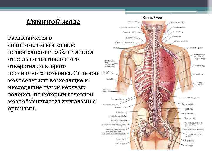 Спинной мозг в позвоночном канале