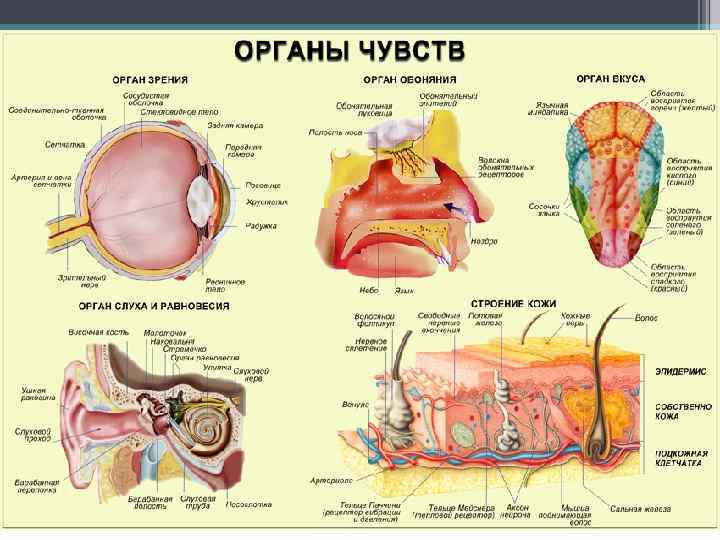 Органы чувств: 