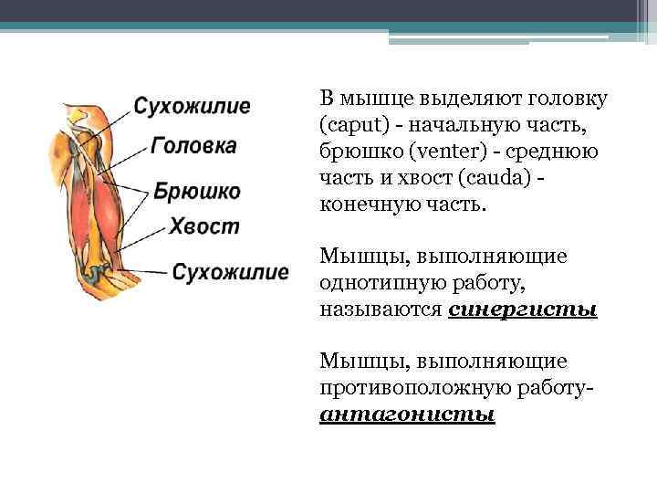 Мышцы выделяют