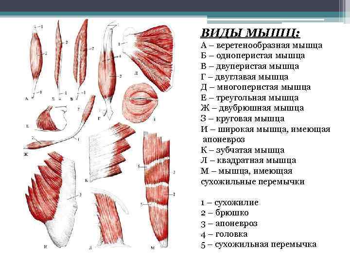 Какая мышца изображена на рисунке. Классификация скелетных мышц по форме. Веретенообразная мышца строение. Зарисовать основные формы мышц. Типы строения различных мышц.