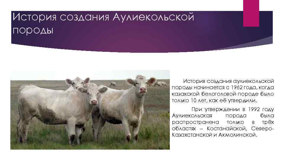 История создания Аулиекольской породы История создания аулиекольской породы начинается с 1962 года, когда казахской