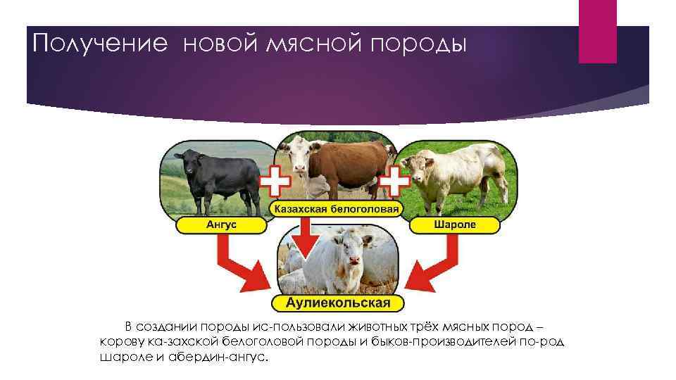 Получение новой мясной породы В создании породы ис пользовали животных трёх мясных пород –
