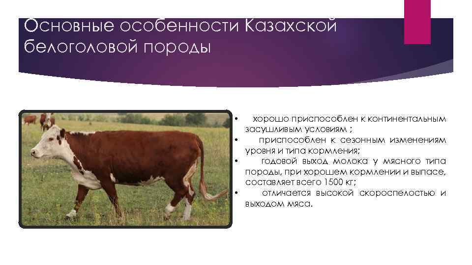 Основные особенности Казахской белоголовой породы хорошо приспособлен к континентальным засушливым условиям ; • приспособлен