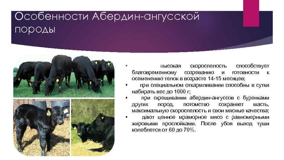 Особенности Абердин ангусской породы • высокая скороспелость способствует благовременному созреванию и готовности к осеменению