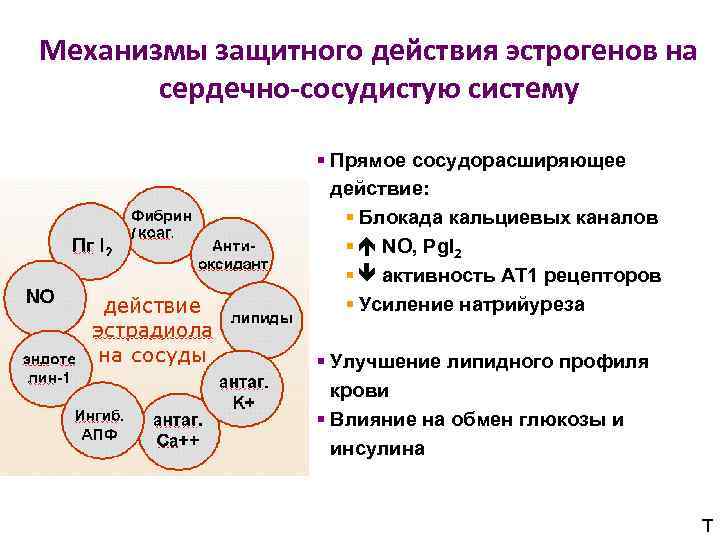 Механизмы защитного действия эстрогенов на сердечно-сосудистую систему § Прямое сосудорасширяющее действие: § Блокада кальциевых