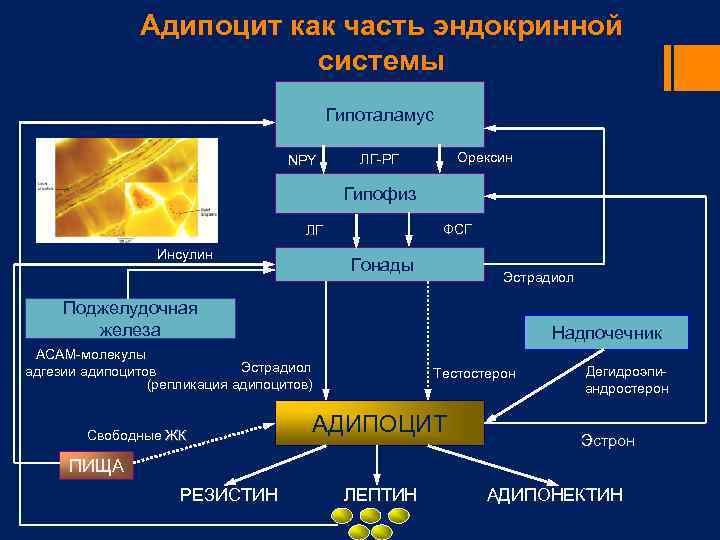 Адипоцит как часть эндокринной системы Гипоталамус NPY Орексин ЛГ-РГ Гипофиз ФСГ ЛГ Инсулин Гонады