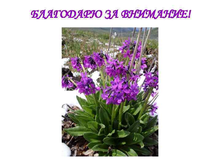 БЛАГОДАРЮ ЗА ВНИМАНИЕ! 