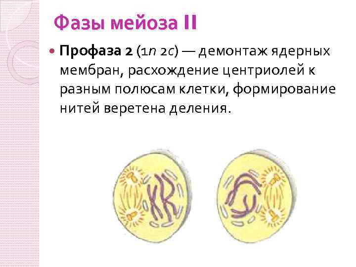 Фазы мейоза II Профаза 2 (1 n 2 c) — демонтаж ядерных мембран, расхождение