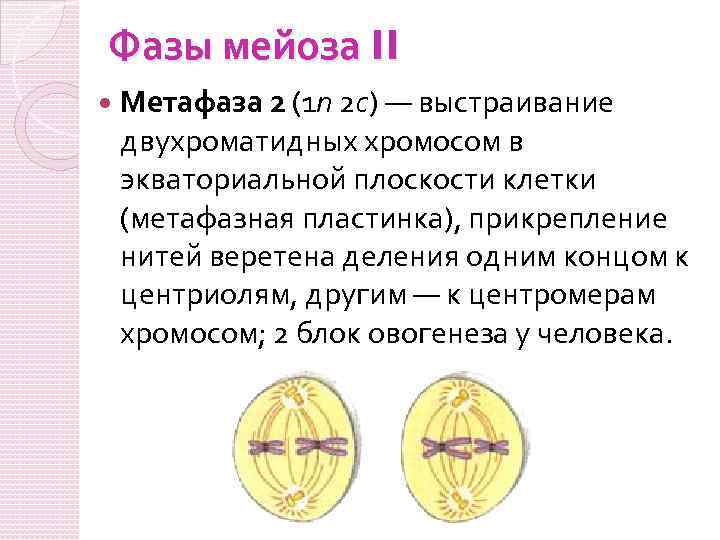 Фазы мейоза II Метафаза 2 (1 n 2 c) — выстраивание двухроматидных хромосом в