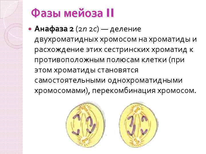 Фазы мейоза II Анафаза 2 (2 n 2 с) — деление двухроматидных хромосом на