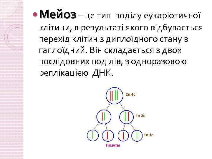  Мейоз – це тип поділу еукаріотичної клітини, в результаті якого відбувається перехід клітин