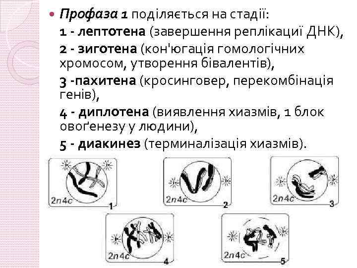  Профаза 1 поділяється на стадії: 1 - лептотена (завершення реплікациї ДНК), 2 -