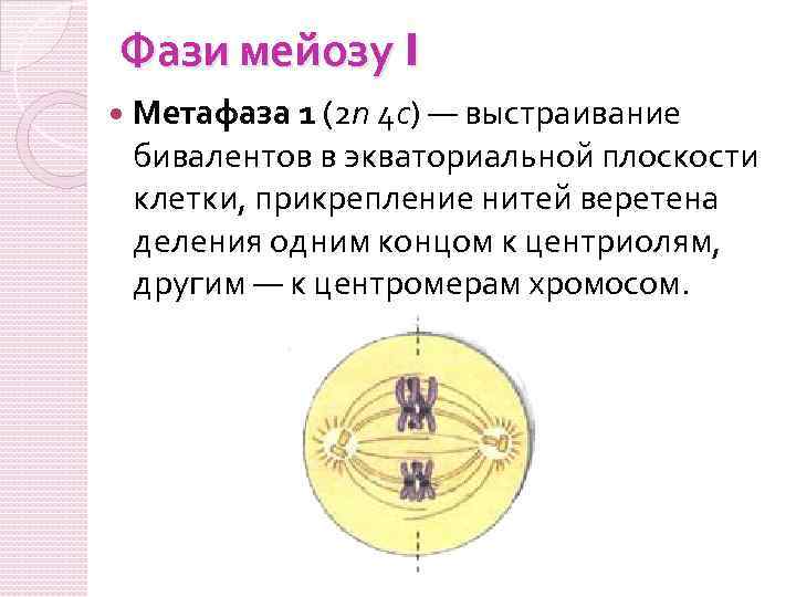 Фази мейозу I Метафаза 1 (2 n 4 c) — выстраивание бивалентов в экваториальной